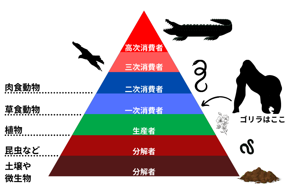 ゴリラの天敵はヒョウ以外にもいる?様々なデータを基に解説 | ドウデモヨクナイ
